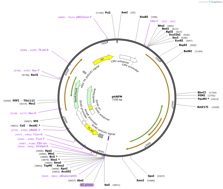132597-plasmid-map-sequence-id-260968