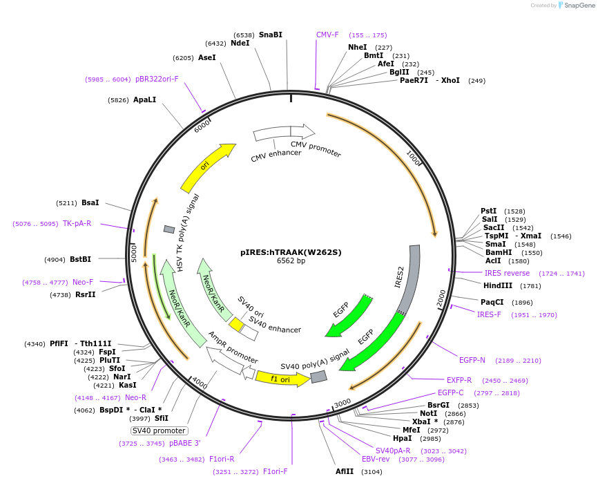 133078-plasmid-map-sequence-id-260970