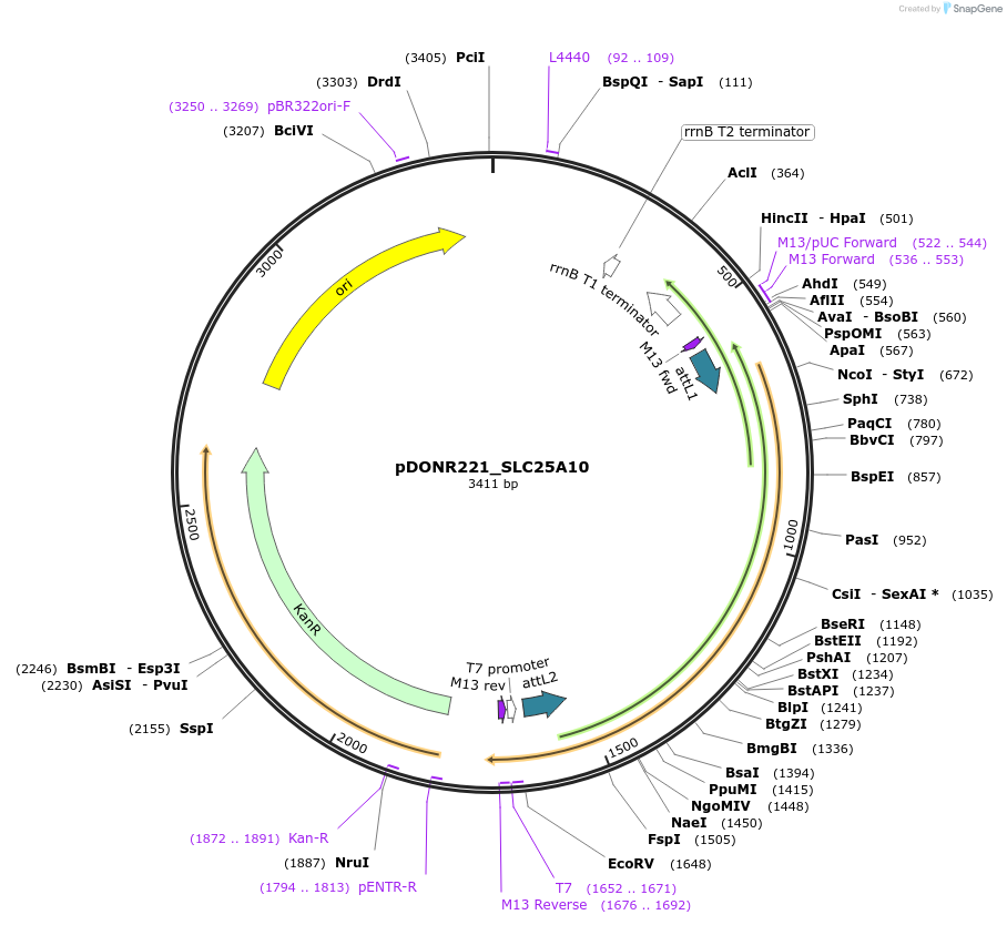 132014-plasmid-map-sequence-id-260972