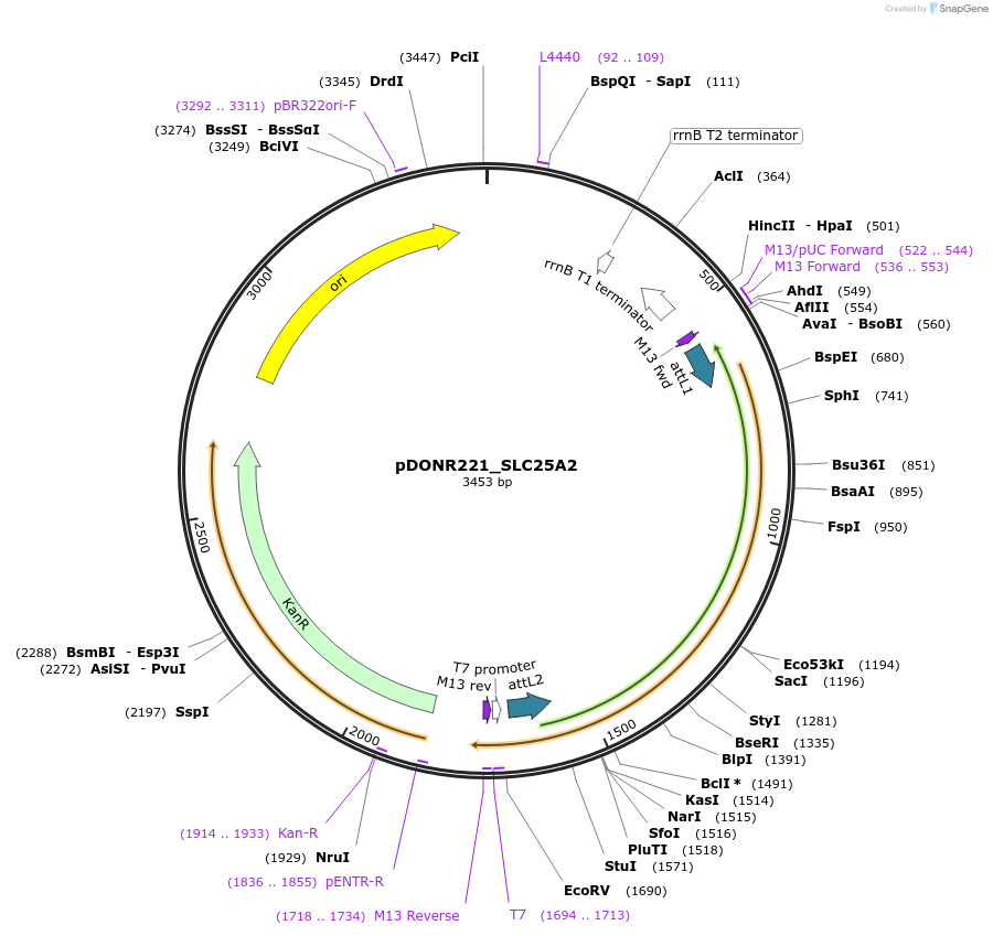 132015-plasmid-map-sequence-id-260974