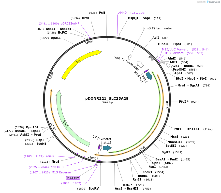 132016-plasmid-map-sequence-id-260976