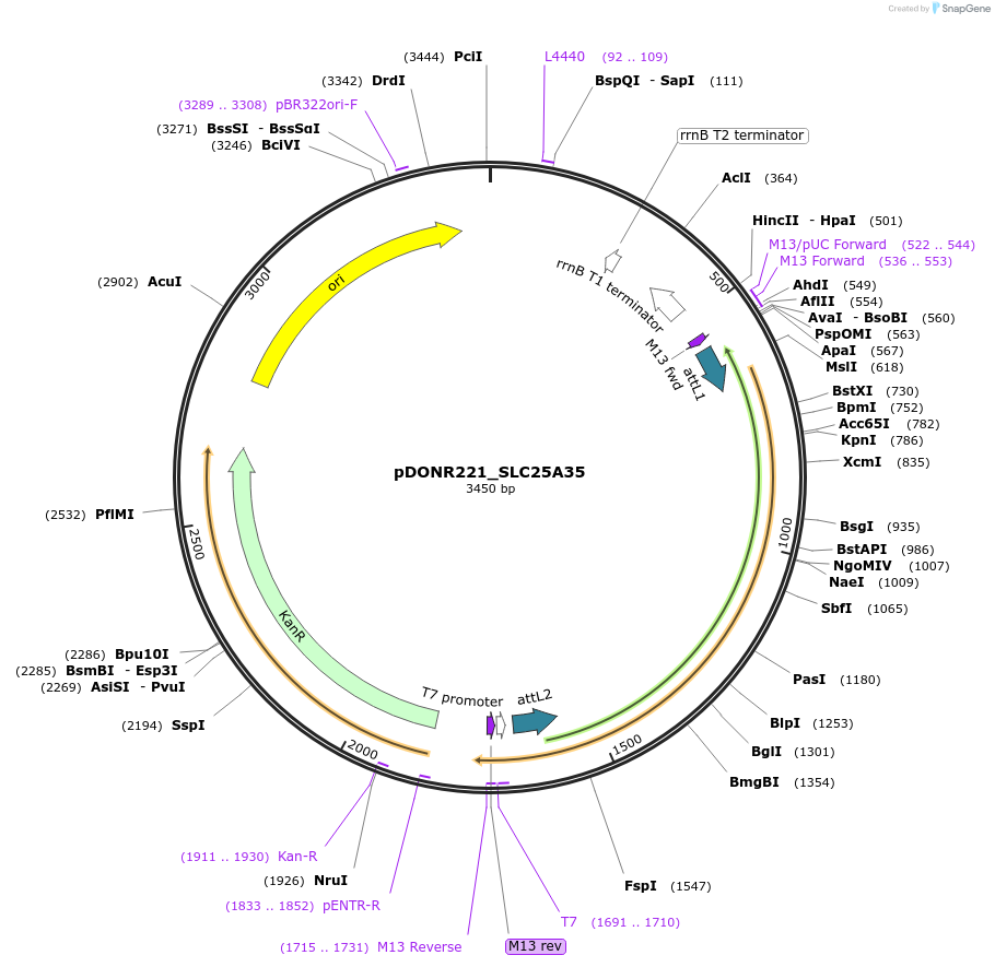 132017-plasmid-map-sequence-id-260977