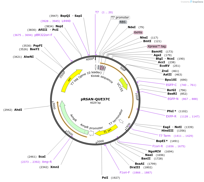 129312-plasmid-map-sequence-id-260983