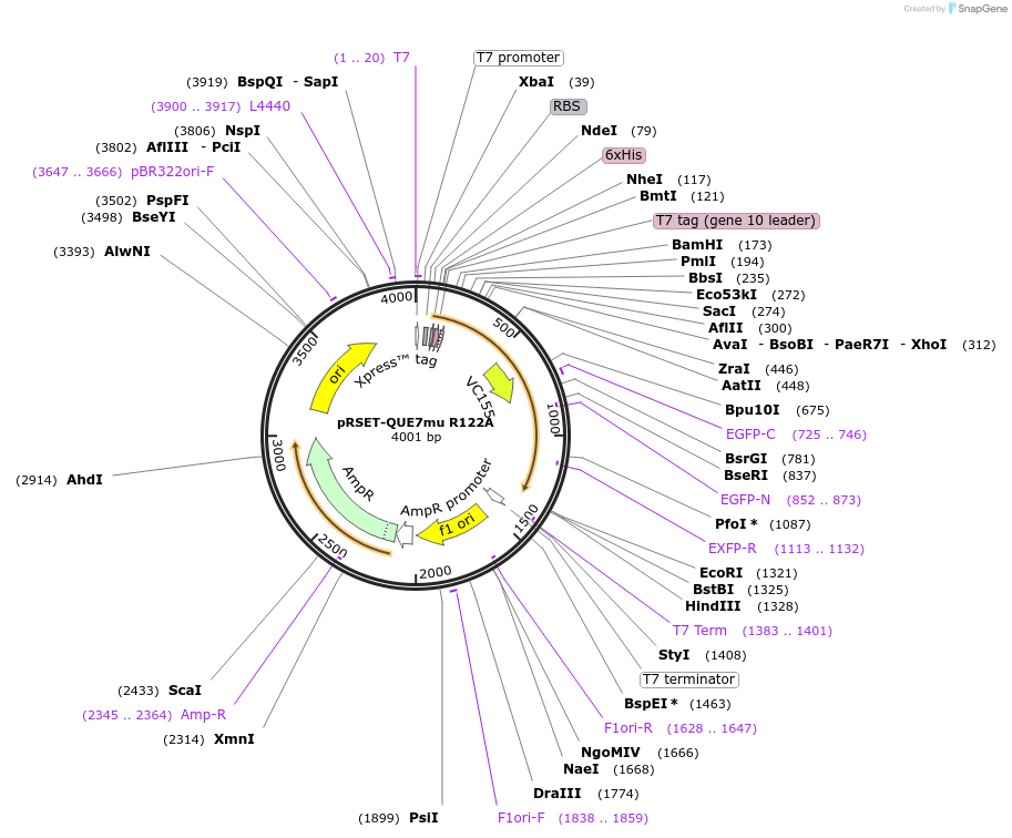 129317-plasmid-map-sequence-id-260986