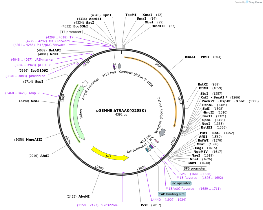 133077-plasmid-map-sequence-id-260987