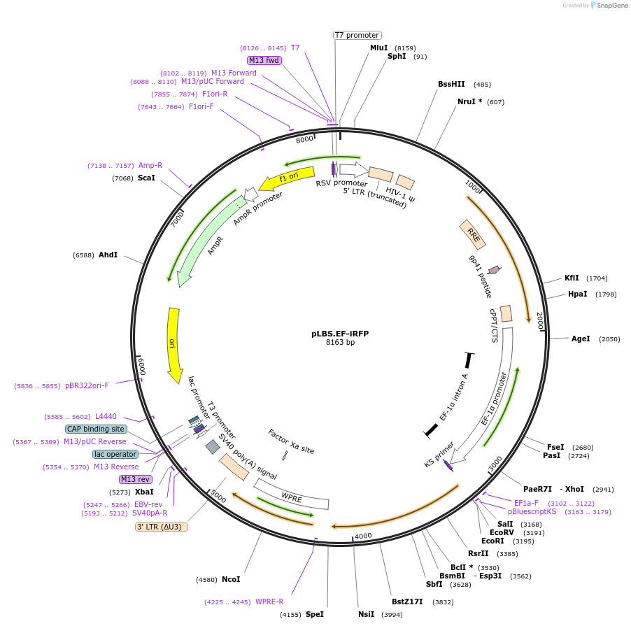 129329-plasmid-map-sequence-id-260988