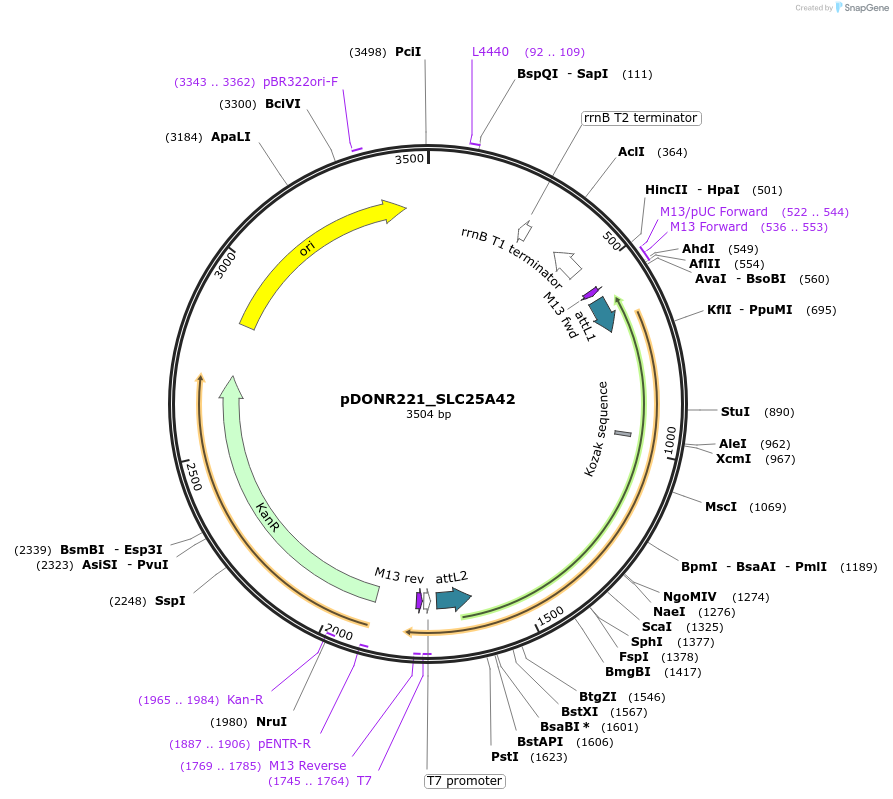 132018-plasmid-map-sequence-id-260990