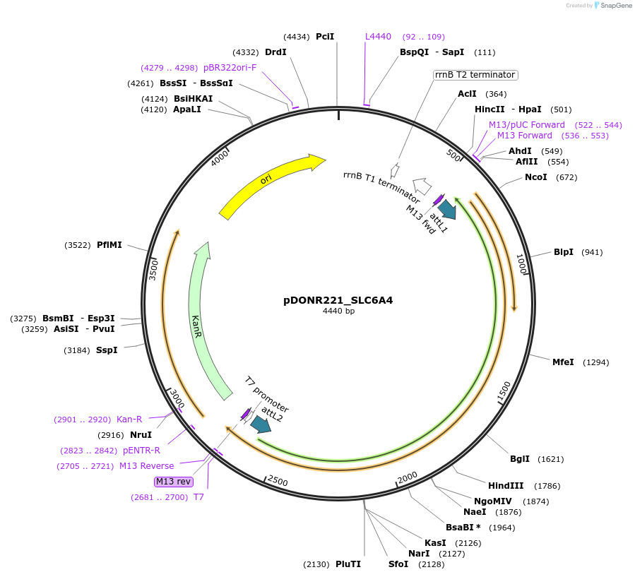 132172-plasmid-map-sequence-id-261000