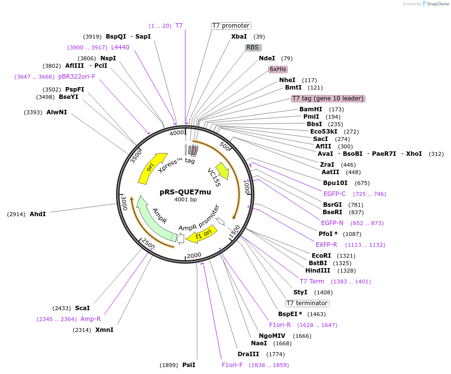 129311-plasmid-map-sequence-id-261009