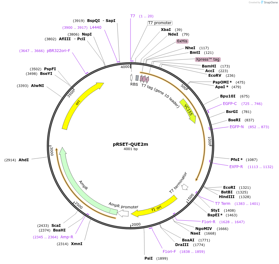 129350-plasmid-map-sequence-id-261010