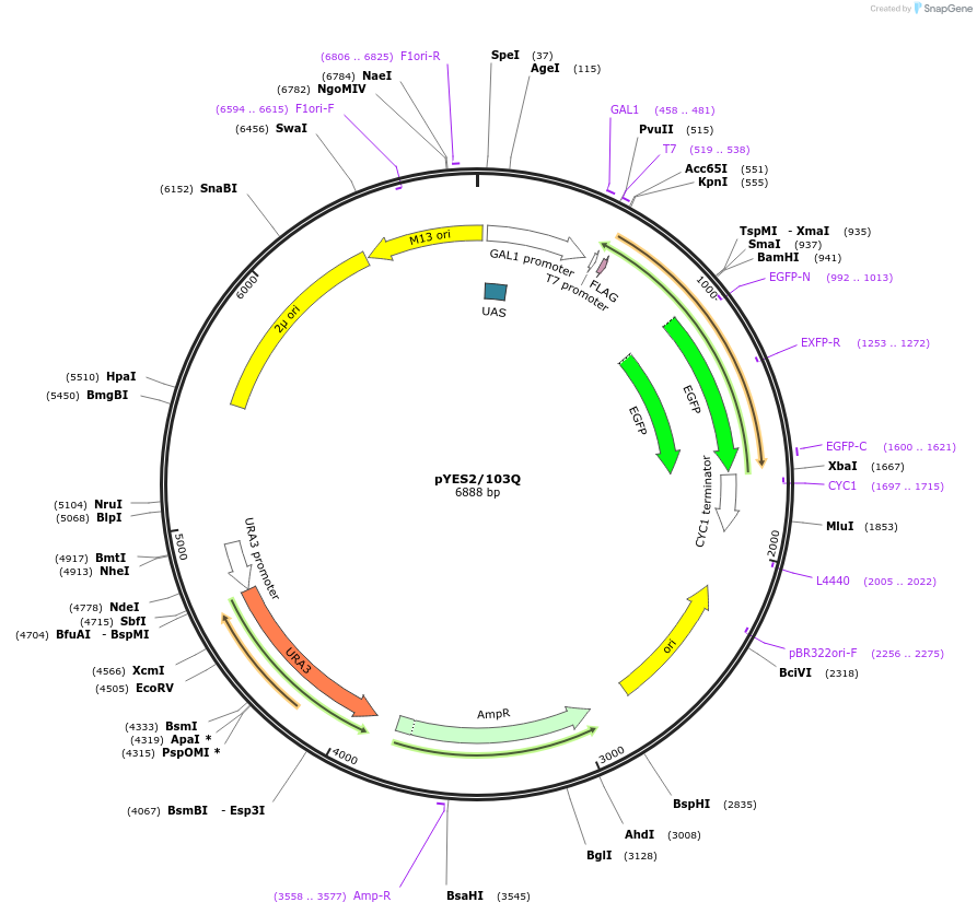 1385-plasmid-map-sequence-id-261011