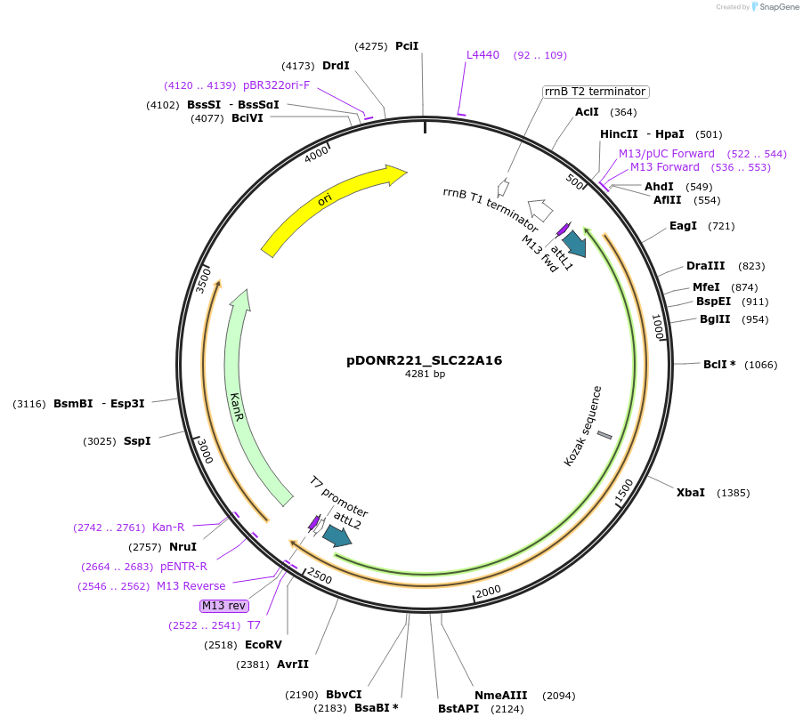 132023-plasmid-map-sequence-id-261015