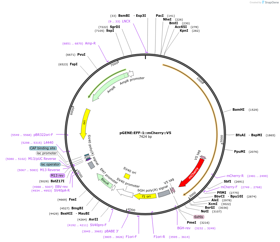 133020-plasmid-map-sequence-id-261087