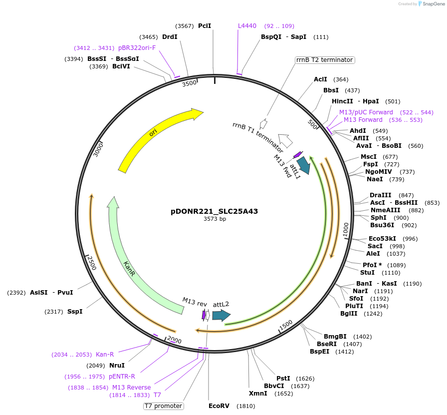 132030-plasmid-map-sequence-id-261093
