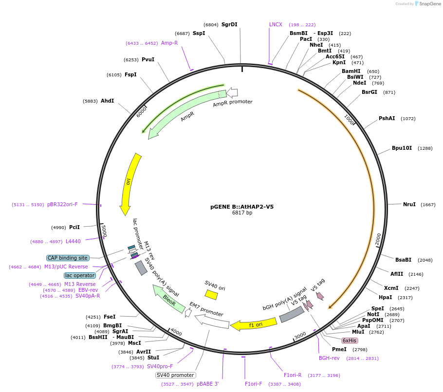 132959-plasmid-map-sequence-id-261097