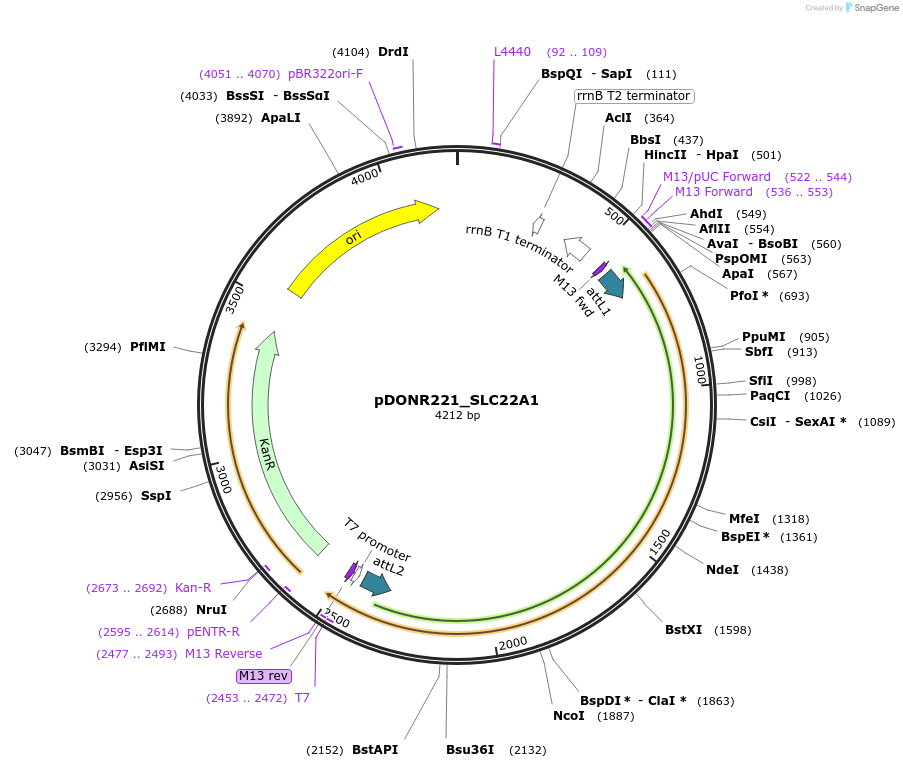 132034-plasmid-map-sequence-id-261103