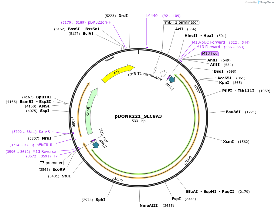 132186-plasmid-map-sequence-id-261106
