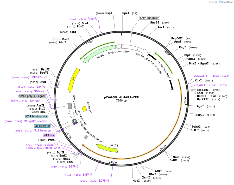 132960-plasmid-map-sequence-id-261130