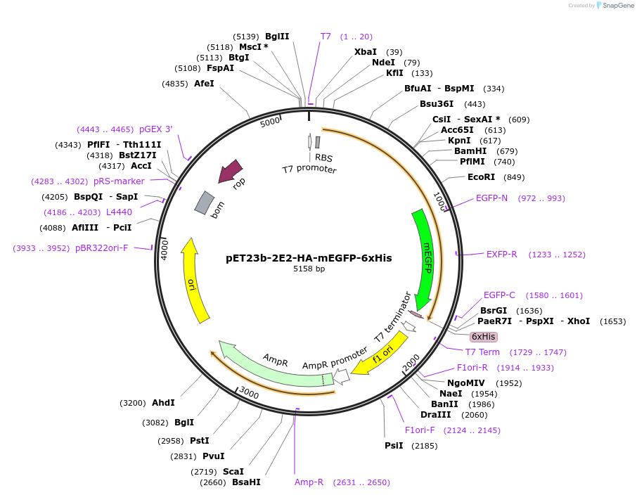 129594-plasmid-map-sequence-id-261157