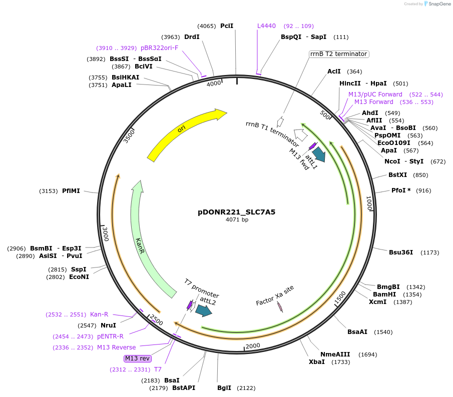 132197-plasmid-map-sequence-id-261168