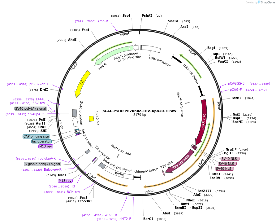 133044-plasmid-map-sequence-id-261169