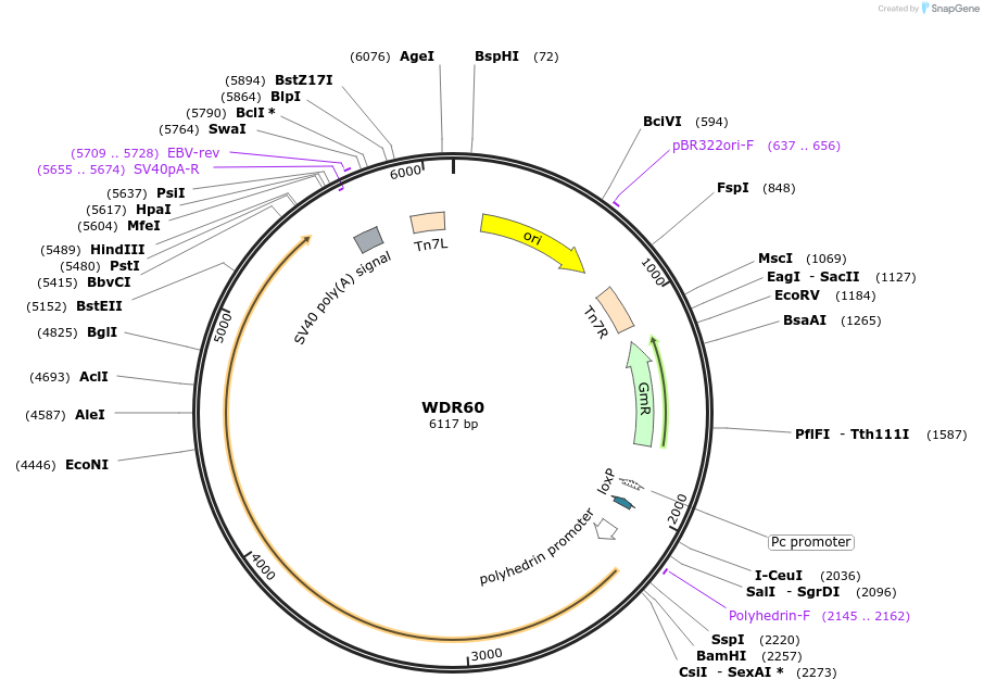 132525-plasmid-map-sequence-id-261184