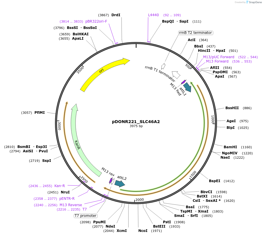 132203-plasmid-map-sequence-id-261197