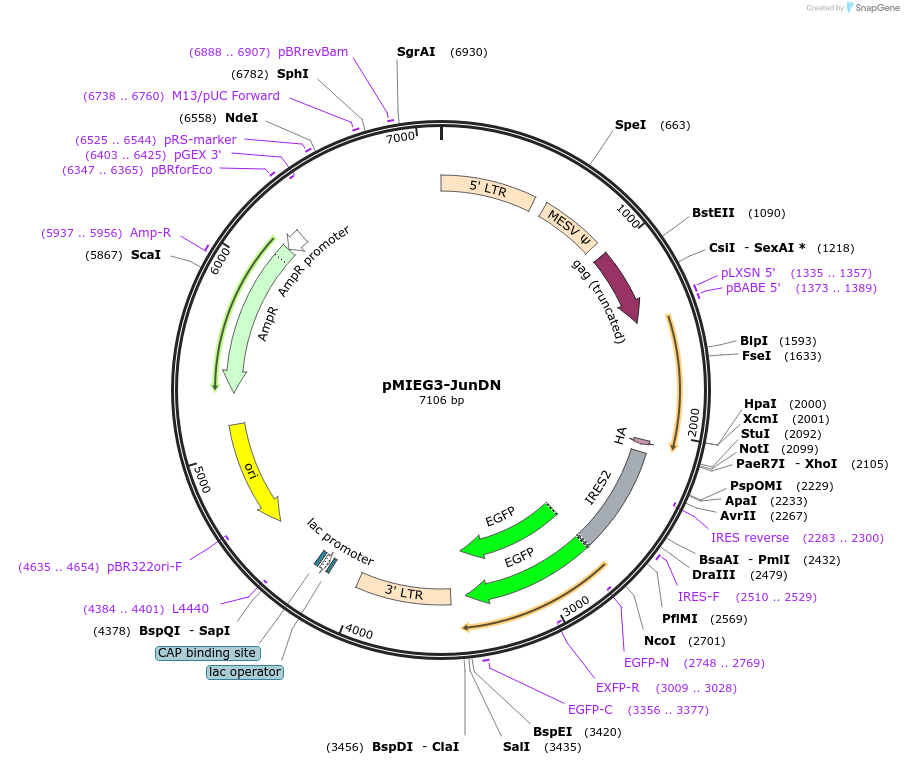 40350-plasmid-map-sequence-id-261206