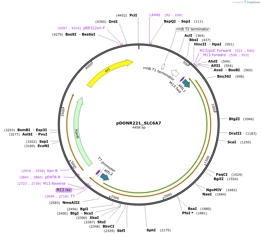 132208-plasmid-map-sequence-id-261208