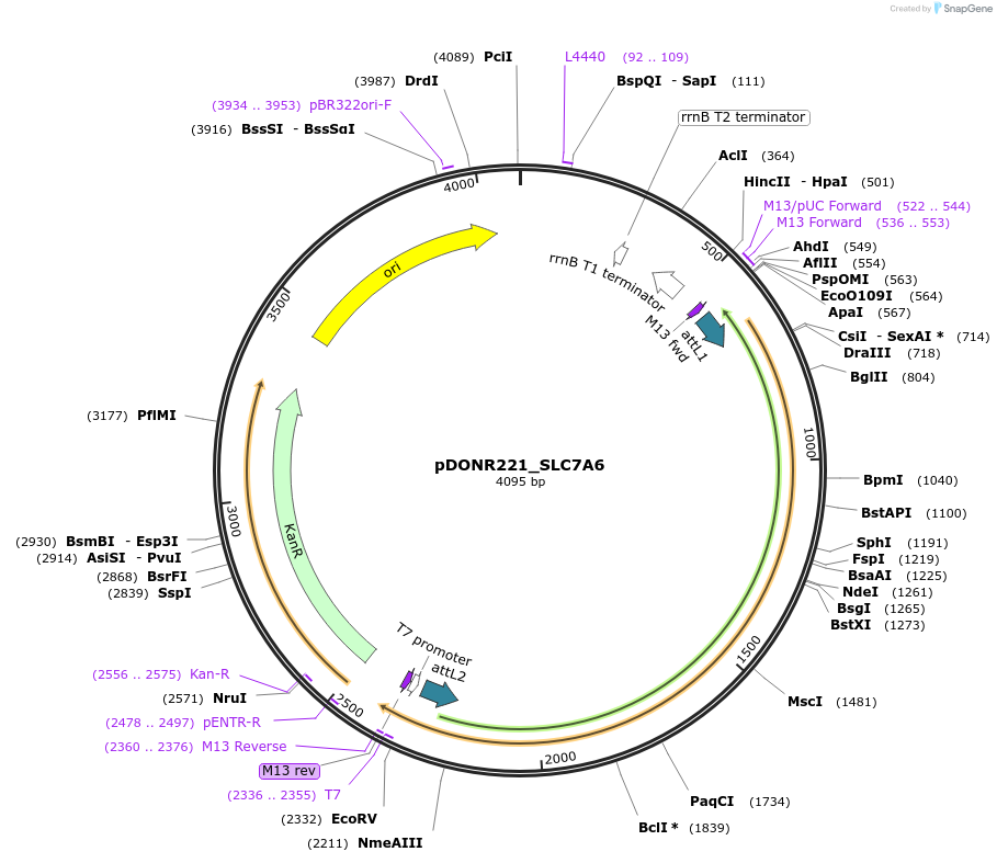 132209-plasmid-map-sequence-id-261210