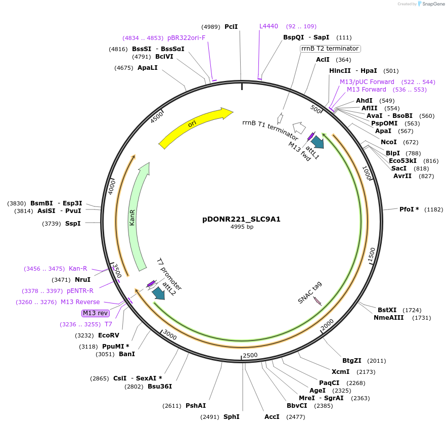 132210-plasmid-map-sequence-id-261211