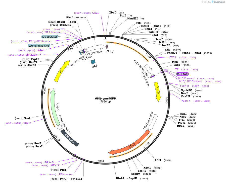 128560-plasmid-map-sequence-id-261213
