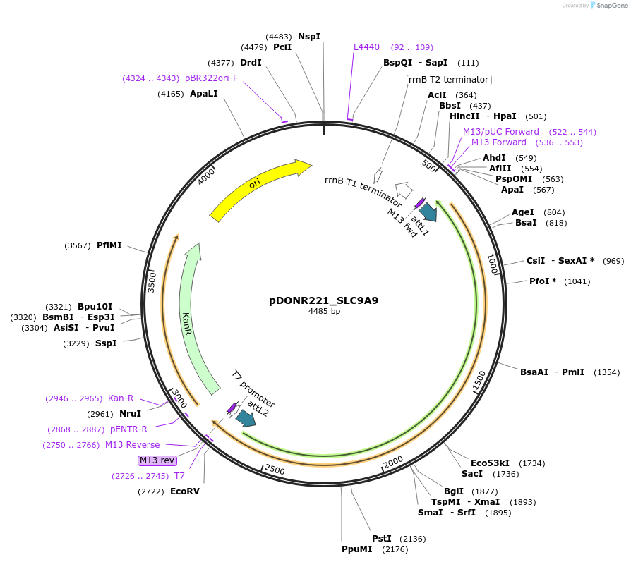 132211-plasmid-map-sequence-id-261215