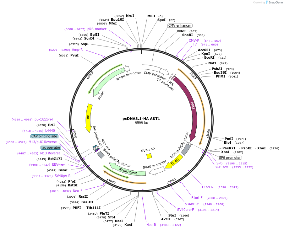 78778-plasmid-map-sequence-id-261237
