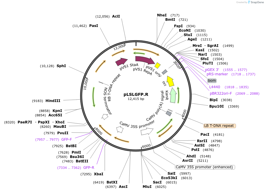 51501-plasmid-map-sequence-id-261239