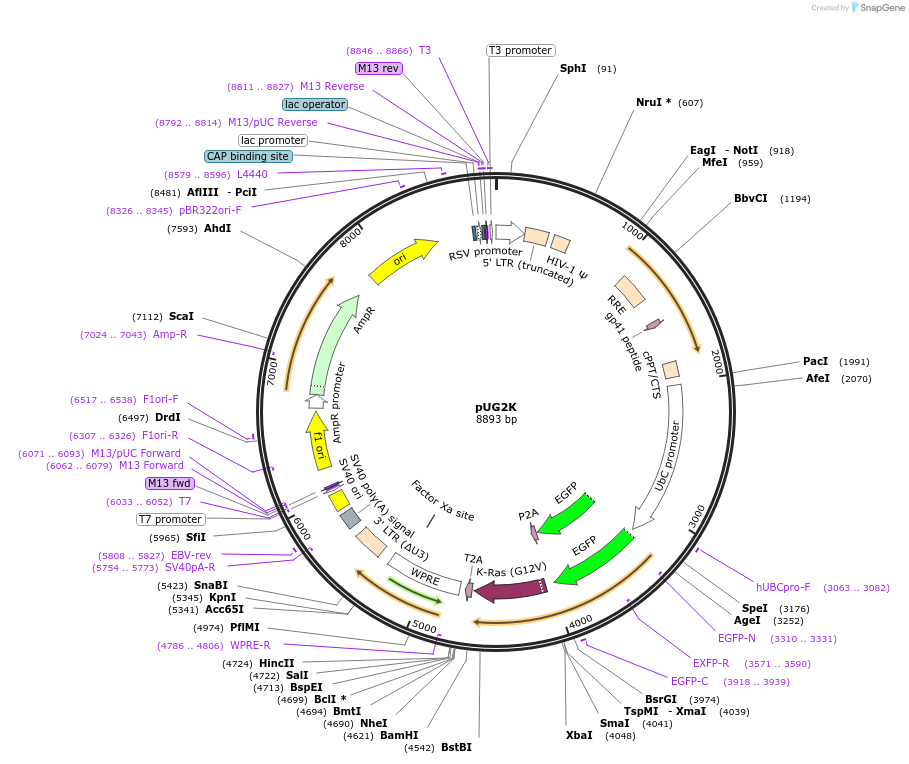 35493-plasmid-map-sequence-id-261240
