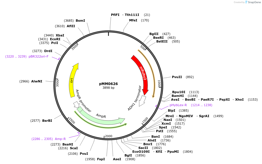 129001-plasmid-map-sequence-id-261245