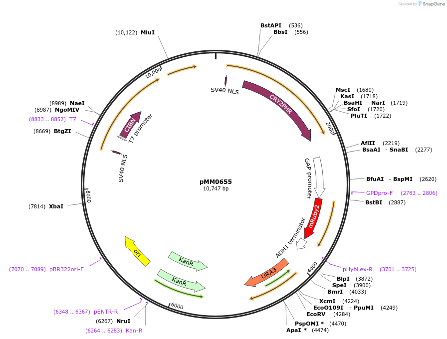 129016-plasmid-map-sequence-id-261247