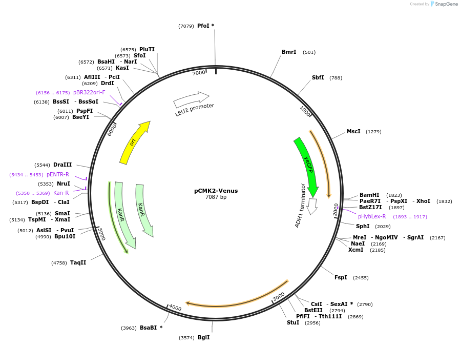 133119-plasmid-map-sequence-id-261259