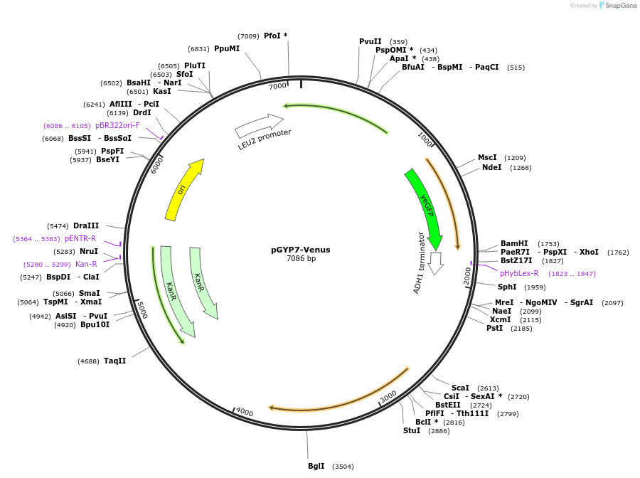 133120-plasmid-map-sequence-id-261267