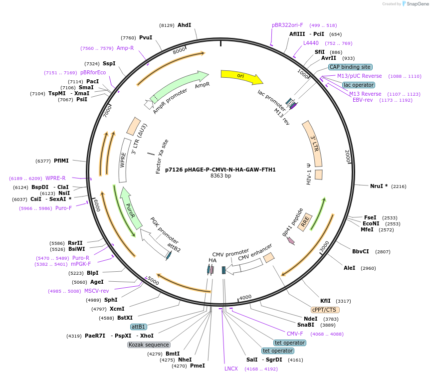 100152-plasmid-map-sequence-id-261274