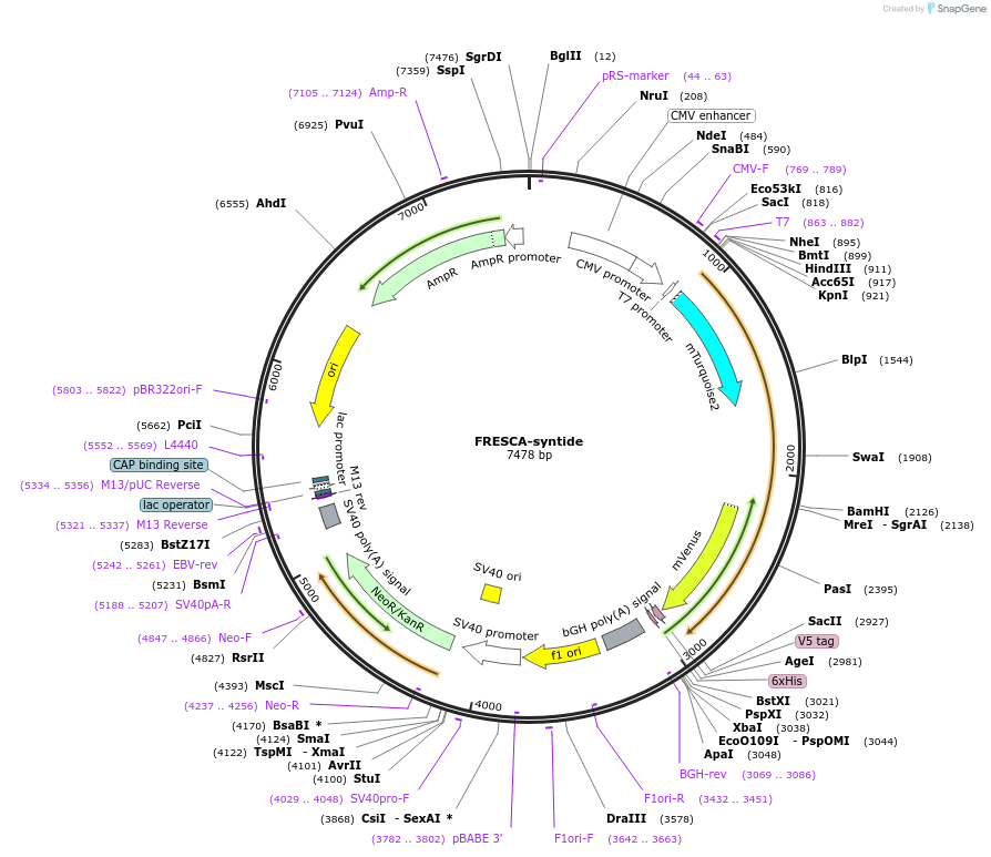 132415-plasmid-map-sequence-id-261281