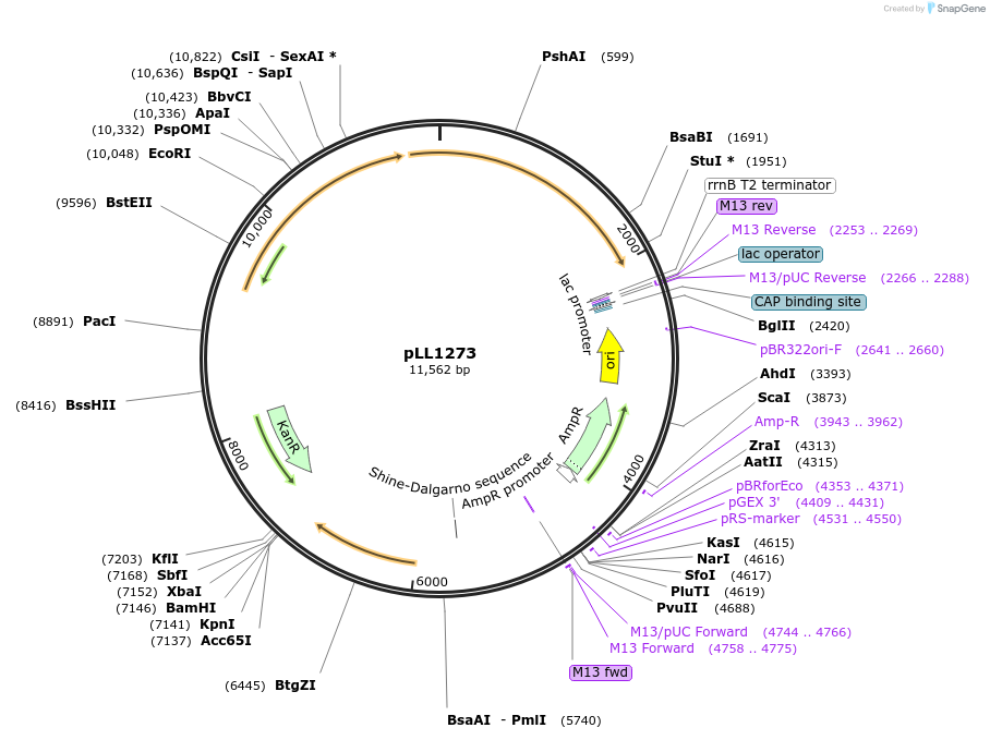 129288-plasmid-map-sequence-id-261300