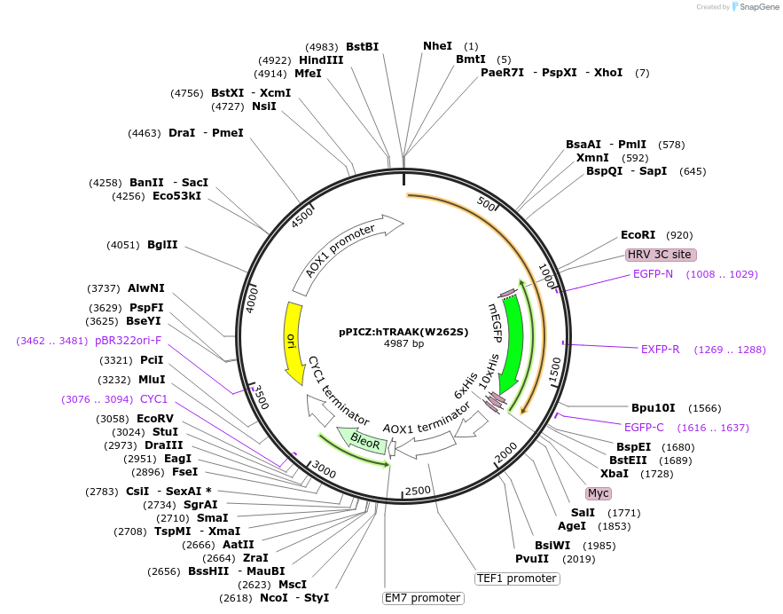 130670-plasmid-map-sequence-id-261311