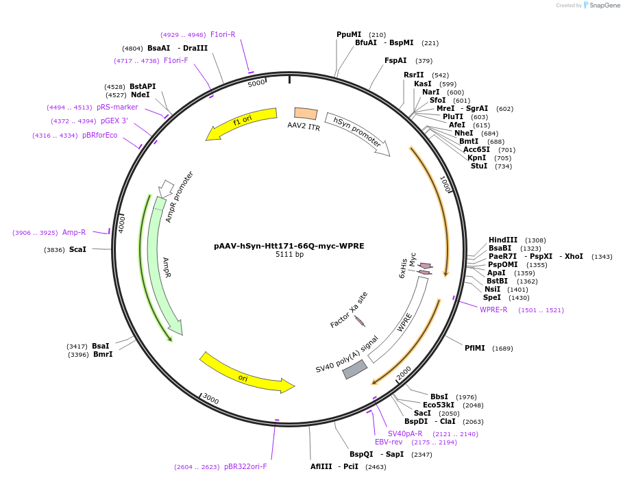 107934-plasmid-map-sequence-id-261374