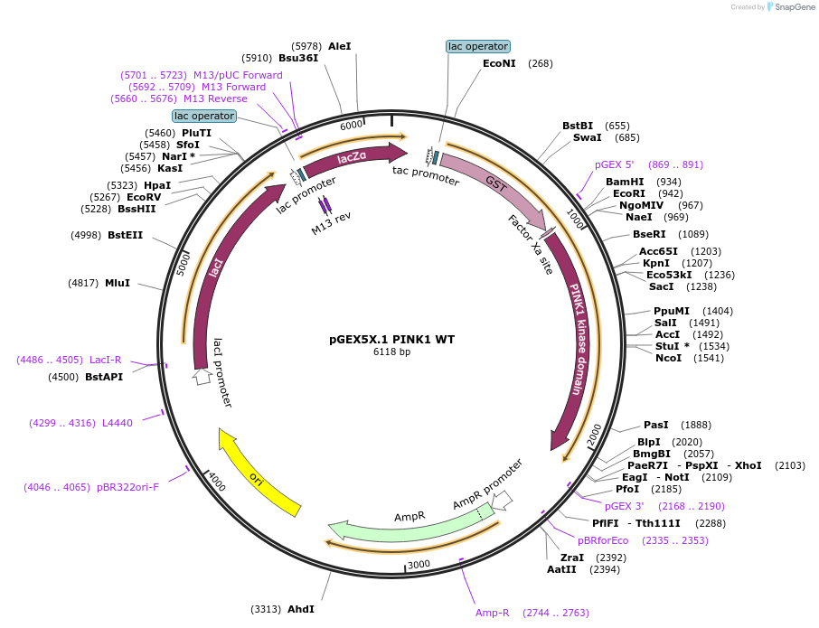 13321-plasmid-map-sequence-id-261375