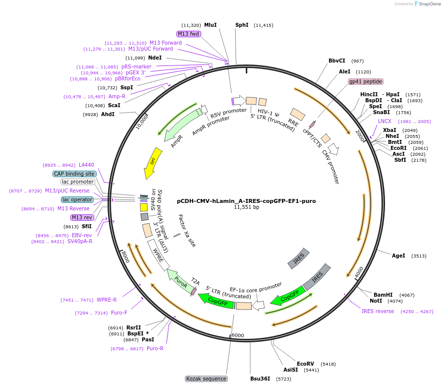 132773-plasmid-map-sequence-id-261457