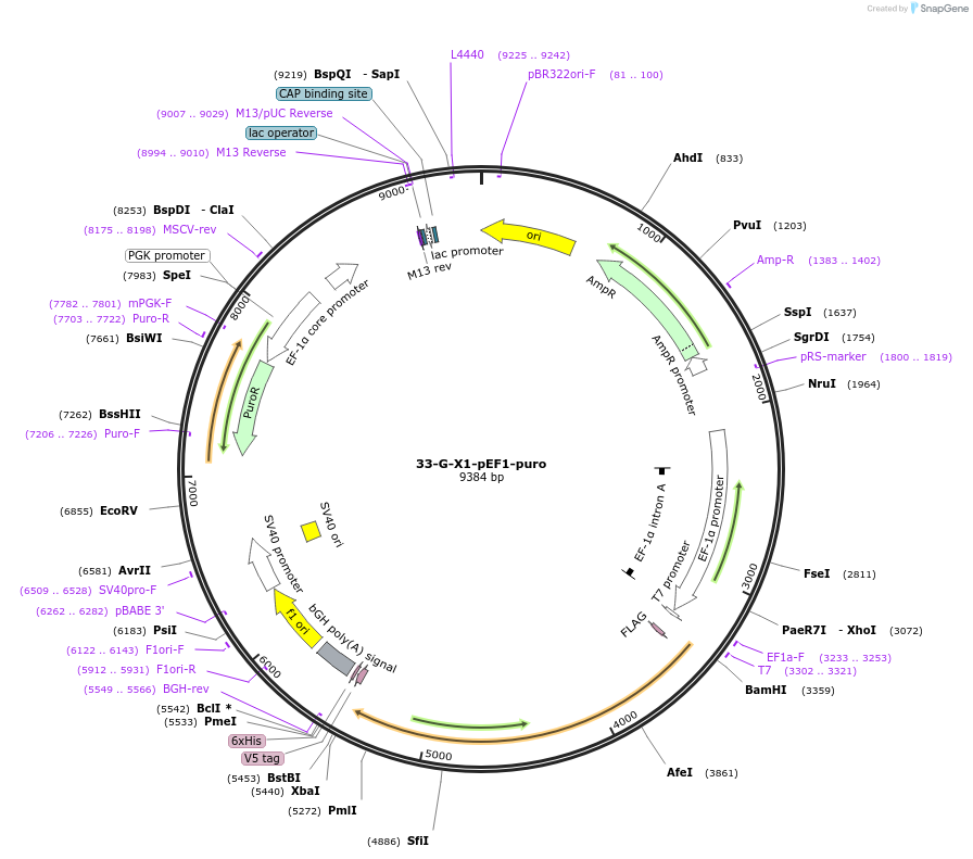 111604-plasmid-map-sequence-id-261460