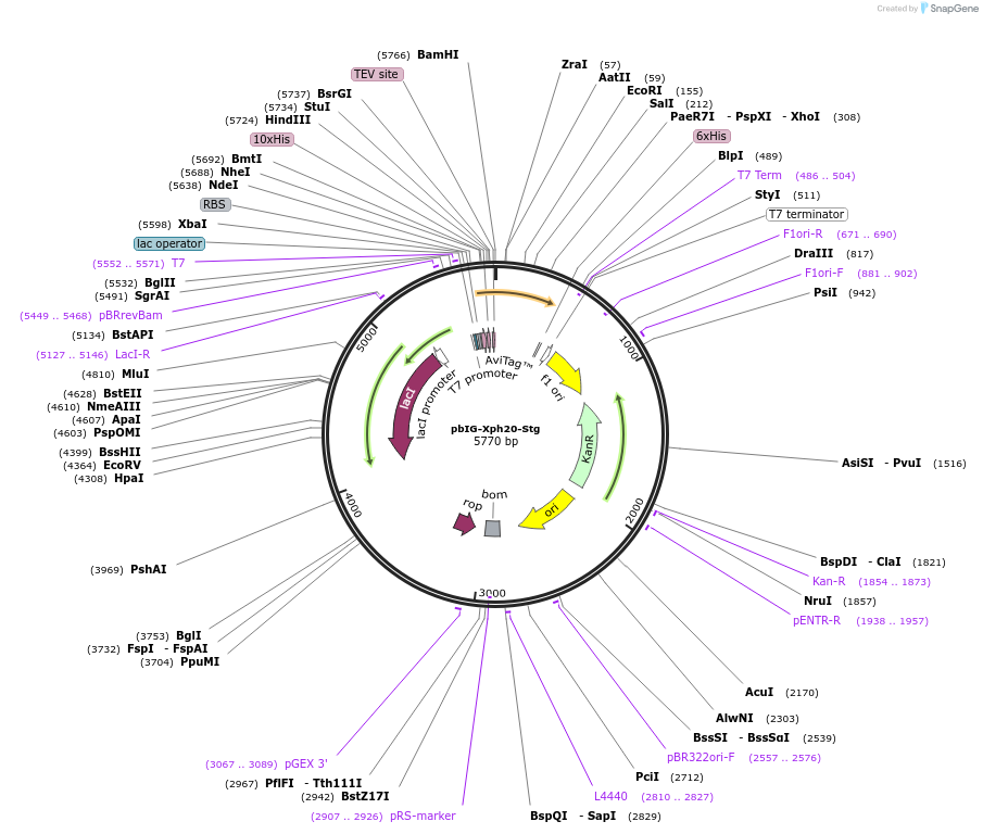 133035-plasmid-map-sequence-id-261462