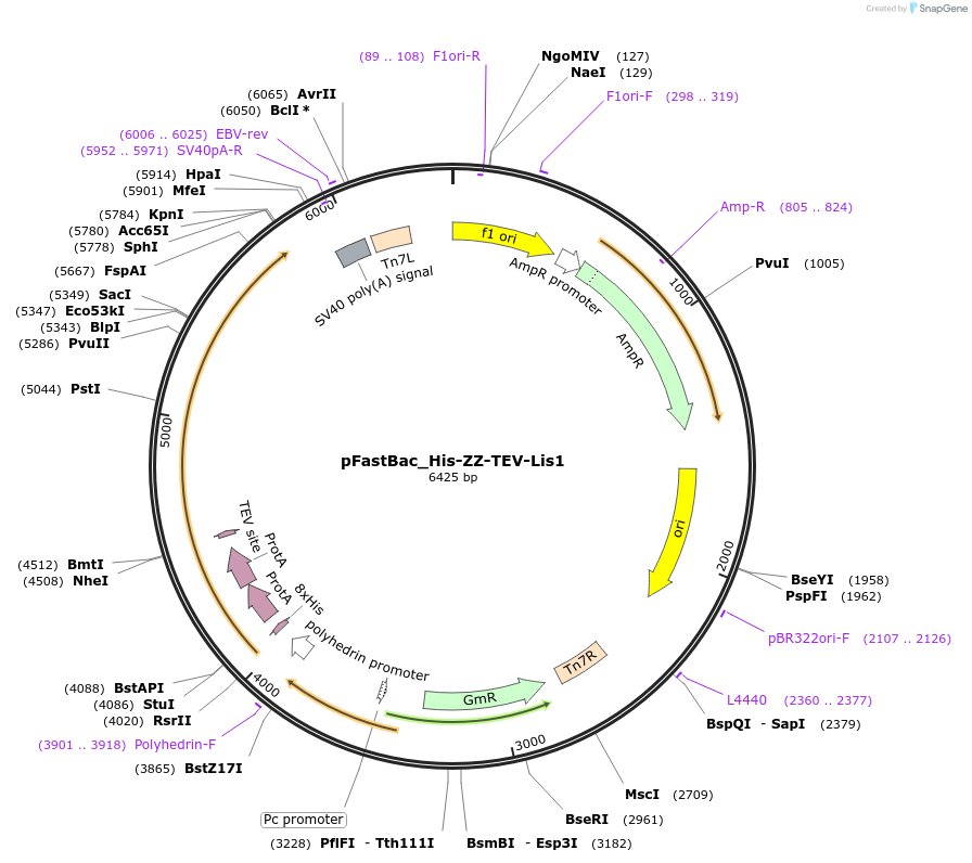 132539-plasmid-map-sequence-id-261469